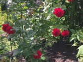 Parduodamas sodo namas (vasarnamis) Vyturių - nuotraukos Nr. 24