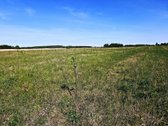 Parduodamas 13,35 ha žemės ūkio paskirties - nuotraukos Nr. 5