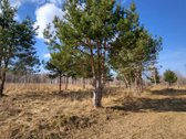 Parduodamas Namų Valdos Sklypas Prie Ežero Ir - nuotraukos Nr. 2