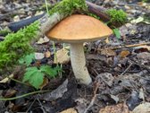Sodyba Prie Anykščių: Autentiškas Kaimo - nuotraukos Nr. 35