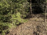 Anyksciu rajone, Simoniu girioje ypatingai - nuotraukos Nr. 9