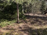 Anyksciu rajone, Simoniu girioje ypatingai - nuotraukos Nr. 10