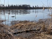 Nuomojama 80 m. Nemuno pakrantė su galimybe - nuotraukos Nr. 6