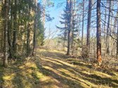 Išskirtinis sklypas Anykščių šilelyje - nuotraukos Nr. 11