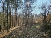 Išskirtinis sklypas Anykščių šilelyje - nuotraukos Nr. 8