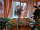 Be tarpininkų parduodamas erdvus 3 kambarių - nuotraukos Nr. 4