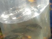 Parduodama išskirtinė 16 ha sodyba, kuriai - nuotraukos Nr. 37
