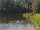 Parduodama išskirtinė 16 ha sodyba, kuriai - nuotraukos Nr. 29