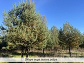 Parduodamas sklypas, ypatingai gražaus