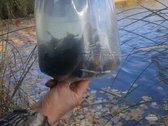 Parduodama išskirtinė 16 ha sodyba, kuriai - nuotraukos Nr. 36