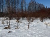  Plotas – 11 arų - nuotraukos Nr. 5