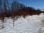  Plotas – 11 arų - nuotraukos Nr. 7