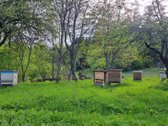 Parduodama sodyba su mišku Kelmės raj. - nuotraukos Nr. 5