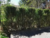 Įrengtas kotedžas 91 m² su terasomis, sodu ir - nuotraukos Nr. 34