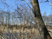 Parduodu 0,57 ha žemės sklypą Kamajų sen.,
