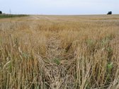 Parduodama 4.32 ha žemės ūkio paskirties - nuotraukos Nr. 4