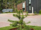 Siūlome nuomai naujai pastatytą namą uždaroje - nuotraukos Nr. 14