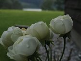 Išnuomojamas puikiai įrengtas namas/sodyba - nuotraukos Nr. 36