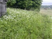 Parduodamas 28,3 a sklypas ramioje ir - nuotraukos Nr. 3