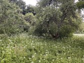 Parduodamas 28,3 a sklypas ramioje ir - nuotraukos Nr. 5