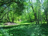 Parduodamas unikalus 1,6 ha sklypas šalia - nuotraukos Nr. 2