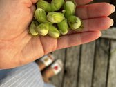 Parduodami du besiribojantys žemės sklypai, - nuotraukos Nr. 20