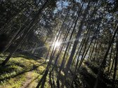Parduodami du besiribojantys žemės sklypai, - nuotraukos Nr. 13