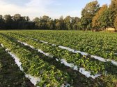 Parduodamas 2,2 ha žemės ūkio paskirties - nuotraukos Nr. 2