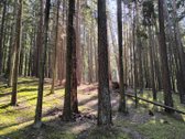 Šalia Nemenčinės, prie Gėlos ežero, pušyne - nuotraukos Nr. 17