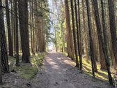 Šalia Nemenčinės, prie Gėlos ežero, pušyne - nuotraukos Nr. 18