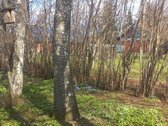 Unikali Vokiška sodyba, vienkiemis patogioje - nuotraukos Nr. 19