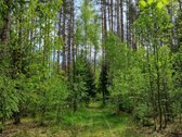 Parduodamas 2 Kambarių Butas Anykščių R. - nuotraukos Nr. 13