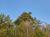 Miško Apsupty, Šalia Prienų Miesto - nuotraukos Nr. 22