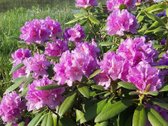 Parduodamas medinis dvaras - nuotraukos Nr. 80