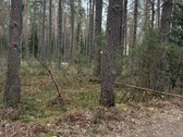 Parduodu nuo 5 iki 100 arų sklypus - nuotraukos Nr. 5