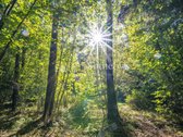 Vos keli šimtai metrų nuo vienos pagrindinių - nuotraukos Nr. 4