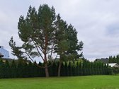 Prie pat Panevėžio miesto ribos parduodamas - nuotraukos Nr. 27