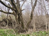 Vilniaus r. sav., Bendorių k. - nuotraukos Nr. 8
