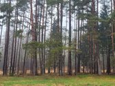 Dėmesio ! Dar Sumažinome Kainą ( buvo 240 - nuotraukos Nr. 8