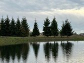 Parduodamas neįrengtas gyvenamasis namas - nuotraukos Nr. 11