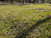 Parduodamas 12 arų sodų paskirties sklypas - nuotraukos Nr. 6