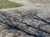 Parduodamas tvarkingas 6 arų sklypas soduose. - nuotraukos Nr. 5