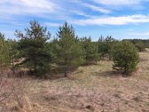 Parduodamas Sklypas Su Brandžiomis Pušimis.  - nuotraukos Nr. 15