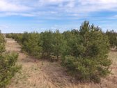Parduodamas Sklypas Su Brandžiomis Pušimis.  - nuotraukos Nr. 16