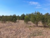 Parduodamas Sklypas Su Brandžiomis Pušimis.  - nuotraukos Nr. 19