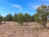Parduodamas Sklypas Su Brandžiomis Pušimis.  - nuotraukos Nr. 20