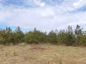 Parduodamas Sklypas Su Brandžiomis Pušimis.  - nuotraukos Nr. 21