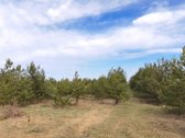 Parduodamas Sklypas Su Brandžiomis Pušimis.  - nuotraukos Nr. 22
