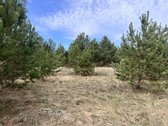 Parduodamas Sklypas Su Brandžiomis Pušimis.  - nuotraukos Nr. 25