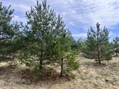 Parduodamas Sklypas Su Brandžiomis Pušimis.  - nuotraukos Nr. 27